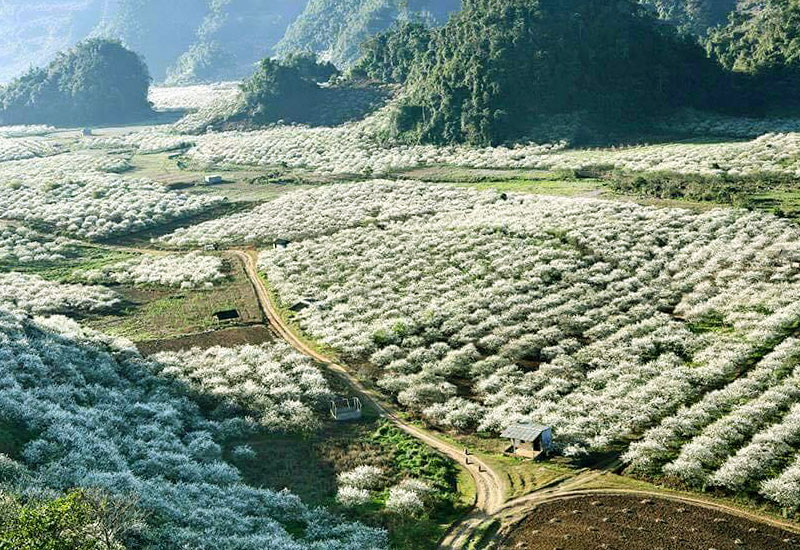 Tour Mộc Châu 2N1Đ – TRMC001