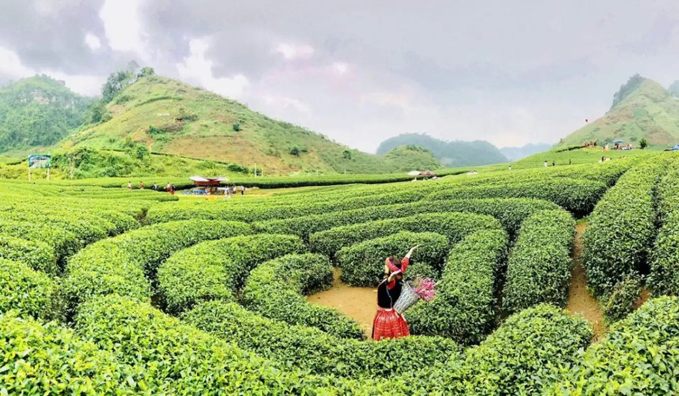 Tour Mộc Châu 2N1Đ – TRMC001