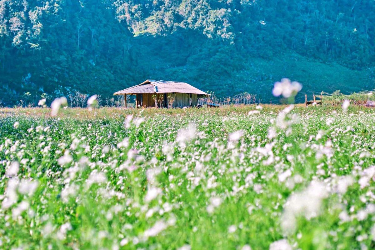 Tour Mộc Châu 3N2Đ KS 5* – TRMC005