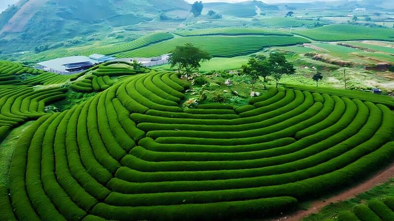 Tour Mộc Châu Sơn La – 2N1Đ – TRSL006