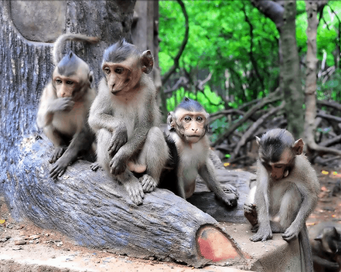 Tour Tp.HCM – Cần Giờ – Đảo Khỉ – Trại Cá Sấu – Rừng Sác -Tp.HCM 2N1Đ-TRCG002