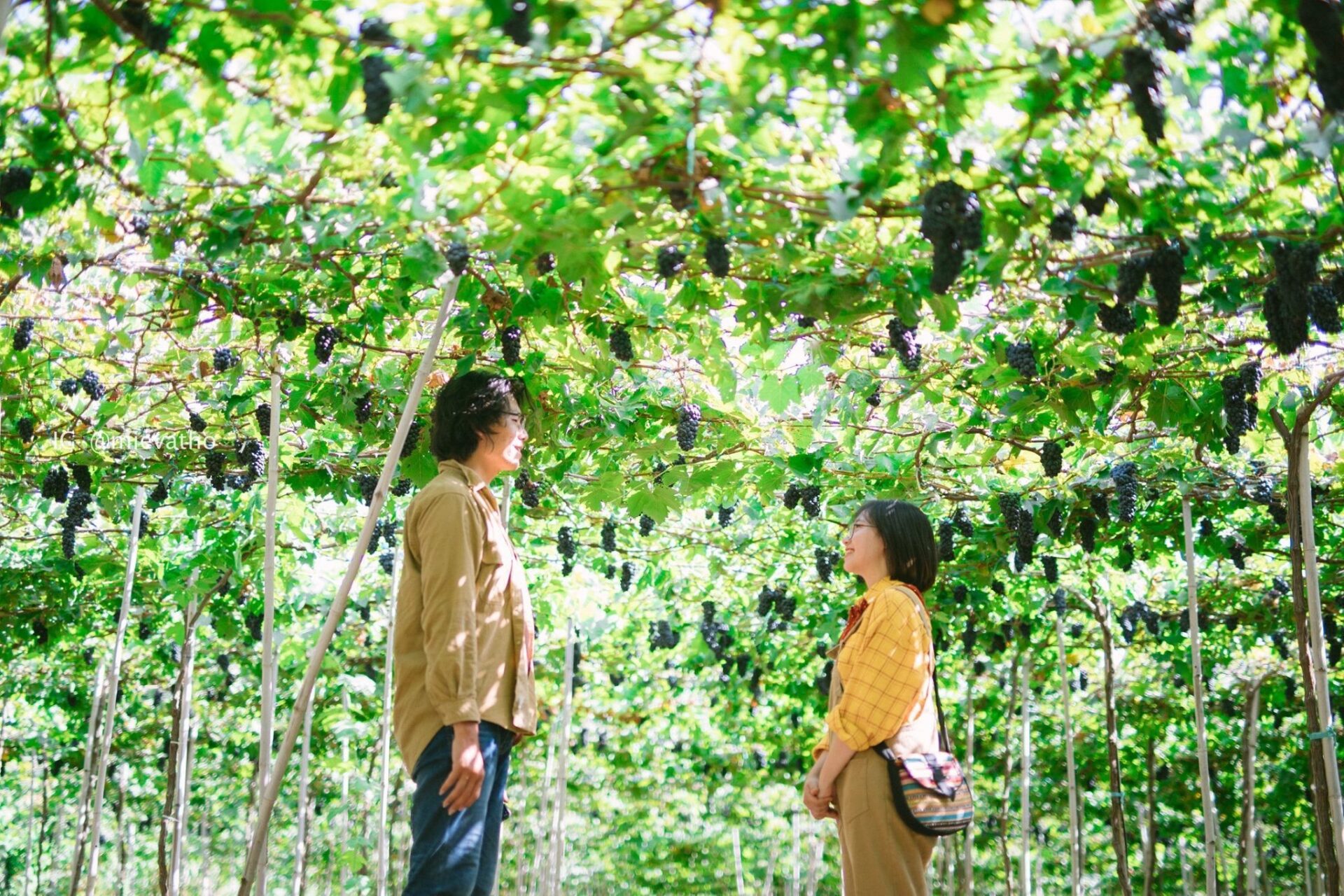 Tour Hà Nội – Ninh Thuận 3N2Đ KS 2*