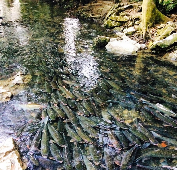 TOUR DU LỊCH THANH HÓA 3N2Đ – TRTH002