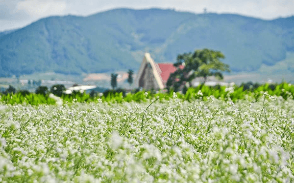 Tour Đà Lạt 3N2Đ KS 3* – TRDL002